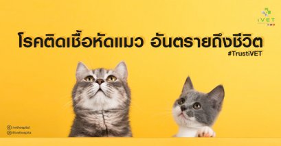โรคติดเชื้อหัดแมว (Feline Panleukopenia Virus)